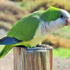 Freilebende Papageien auf Fuerteventura