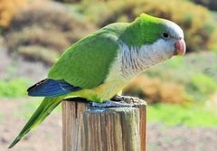 Freilebende Papageien auf Fuerteventura