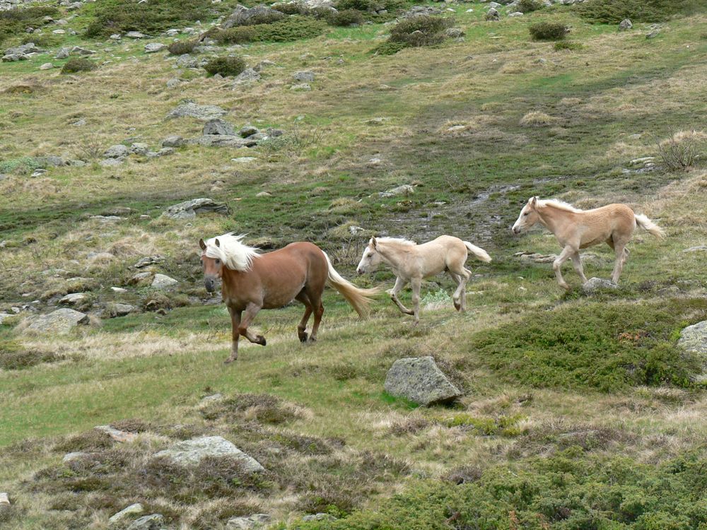 Freilebende Pferde im Venter Tal von Raihau 