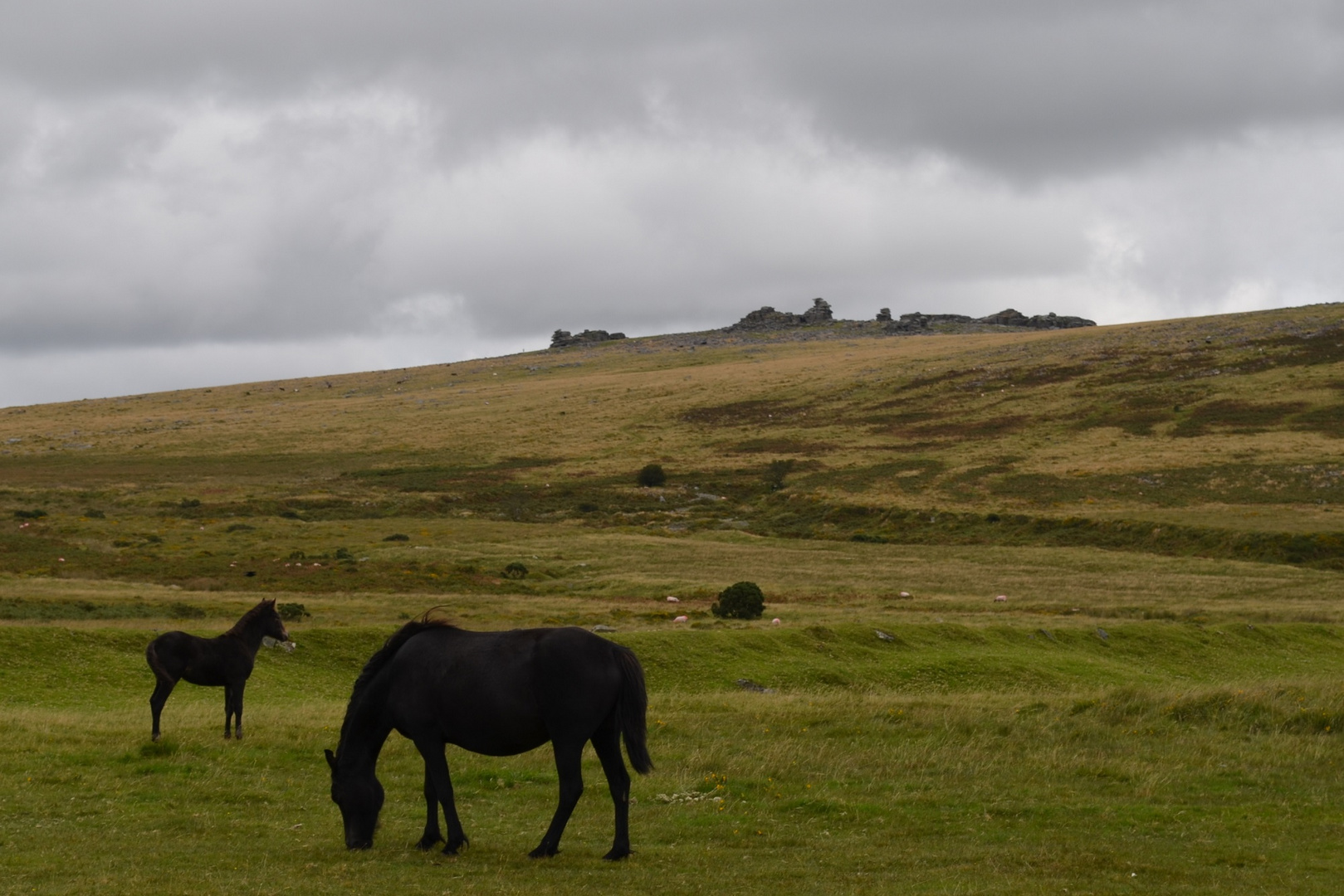 Freilebende Ponys in Dartmoor, Devon