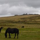 Freilebende Ponys in Dartmoor, Devon