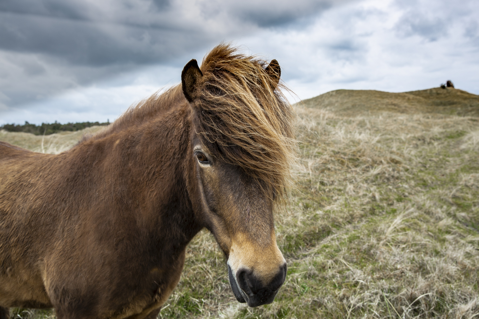 Freilebende Pony's zwischen Lönstrup und Skallerup