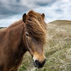 Freilebende Pony's zwischen Lönstrup und Skallerup