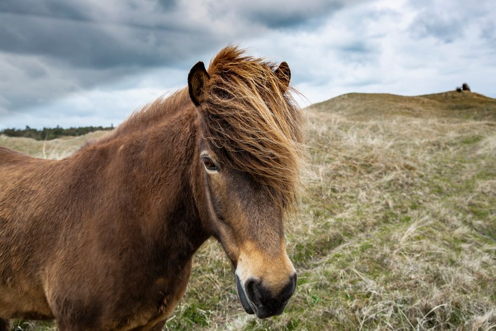 Freilebende Pony's zwischen Lönstrup und Skallerup