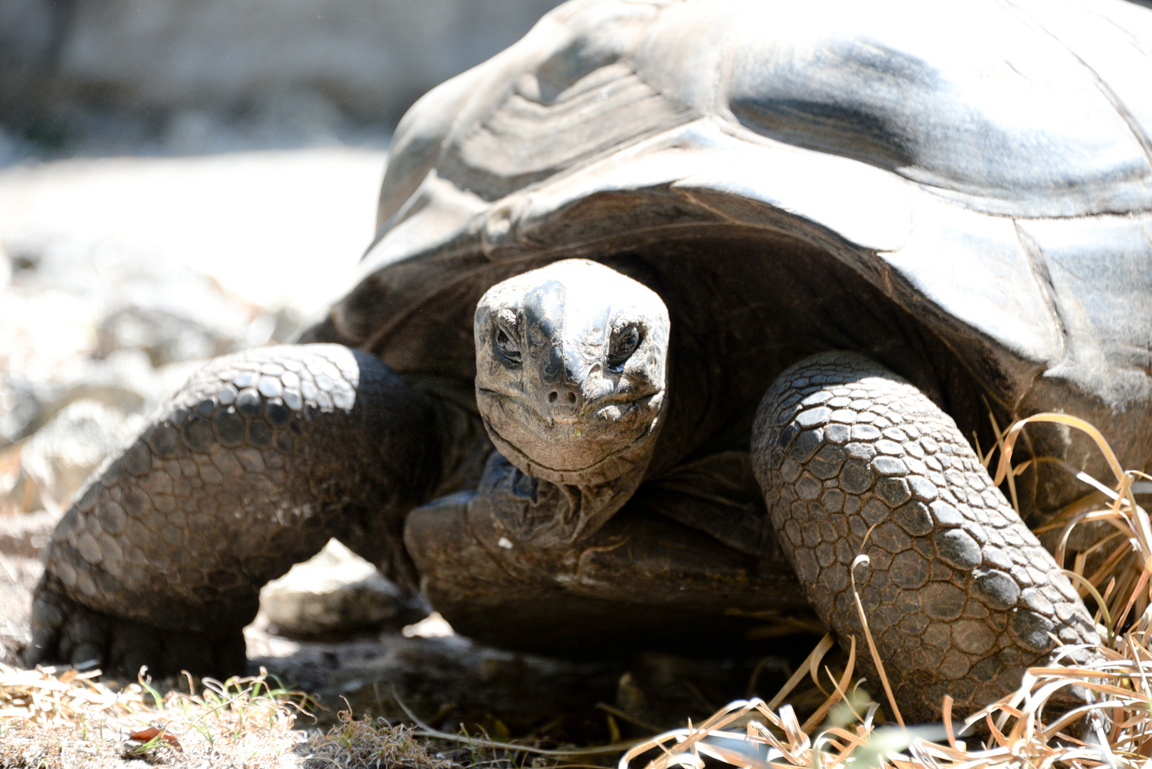 Freilebende Riesenschildkröt auf île aux Aigrettes, Mautitius