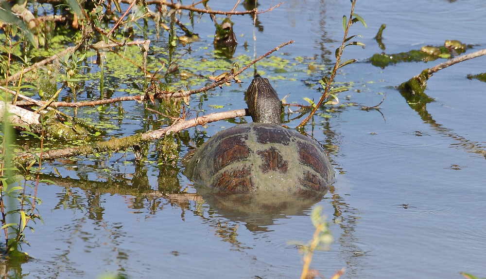 Freilebende Schildkröte am Altmühlsee