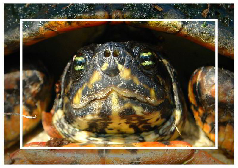 Freilebende Schildkröte in Florida