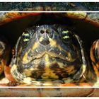 Freilebende Schildkröte in Florida