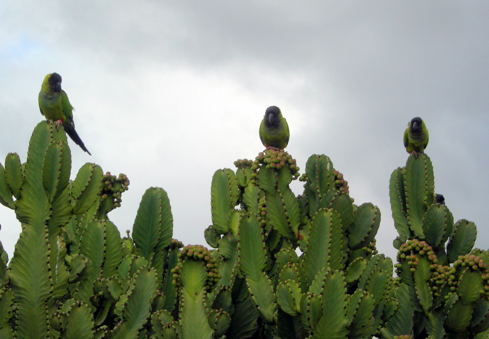 Freilebende Sittiche - Costa Adeje-Teneriffa