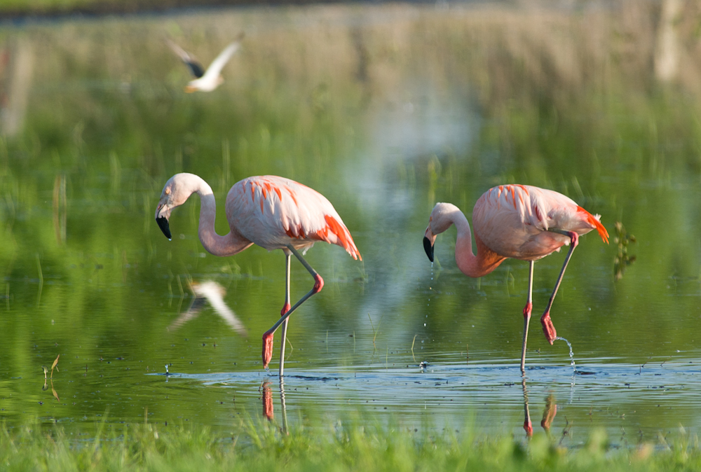 "Freilebende"Flamingos