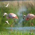 "Freilebende"Flamingos