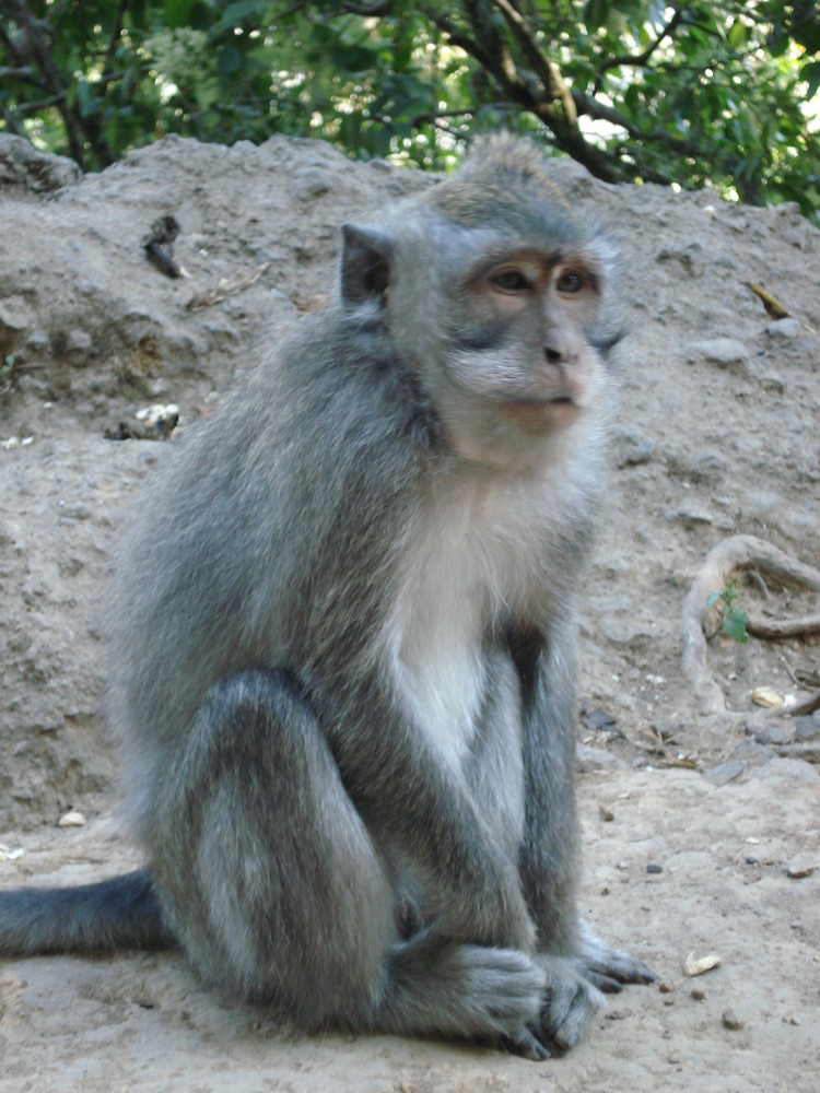 Freilebender Affe auf Bali