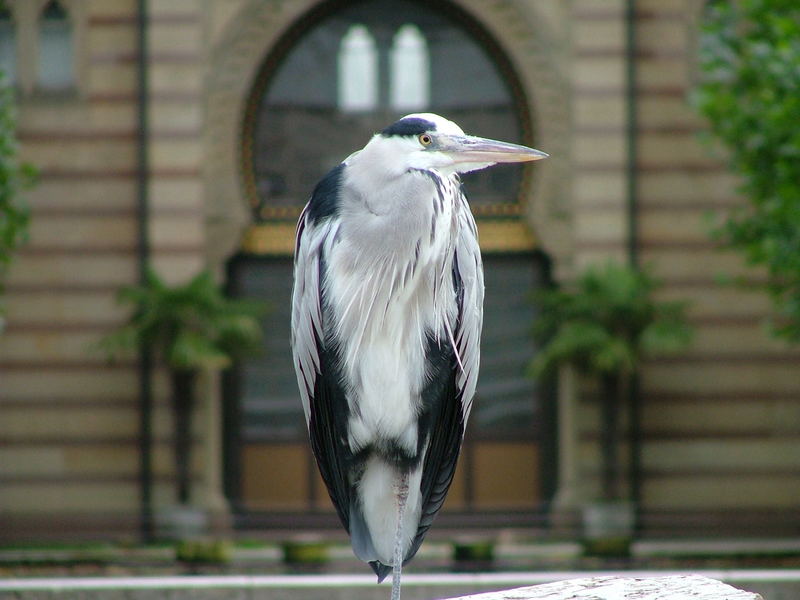 Freilebender Graureiher im Zoo