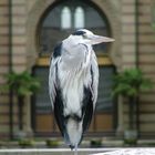 Freilebender Graureiher im Zoo