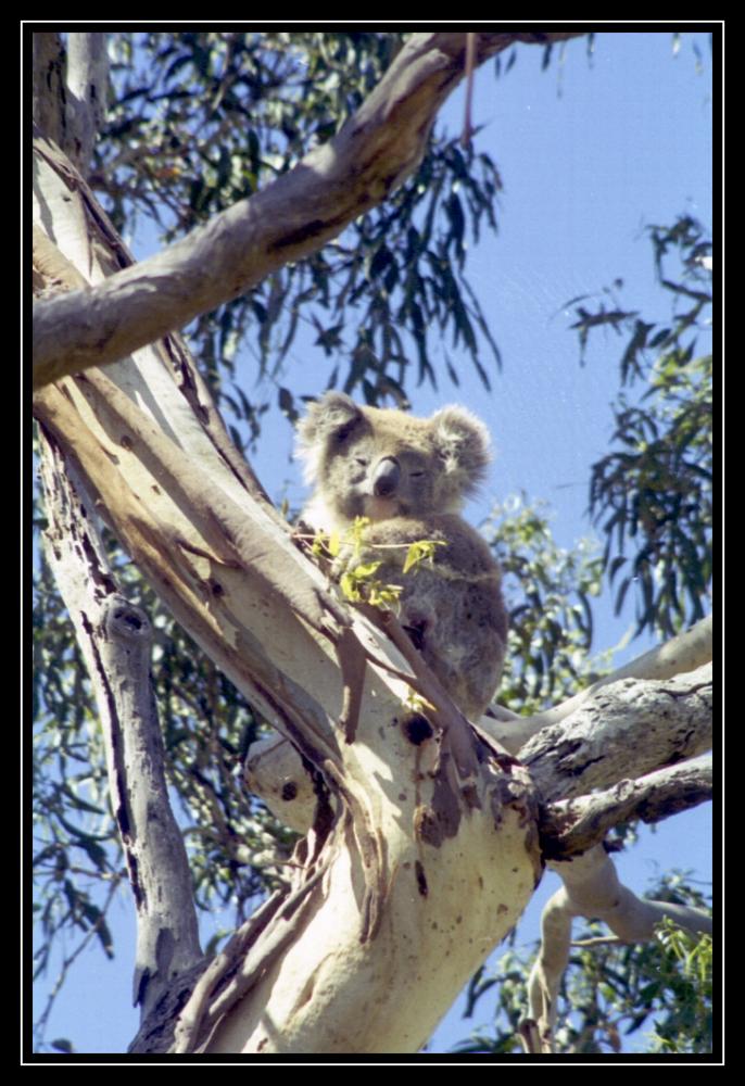 freilebender Koala