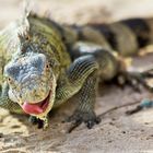 freilebender Leguan auf Curacao