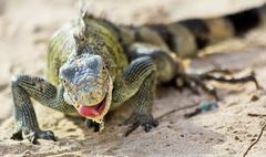 freilebender Leguan auf Curacao