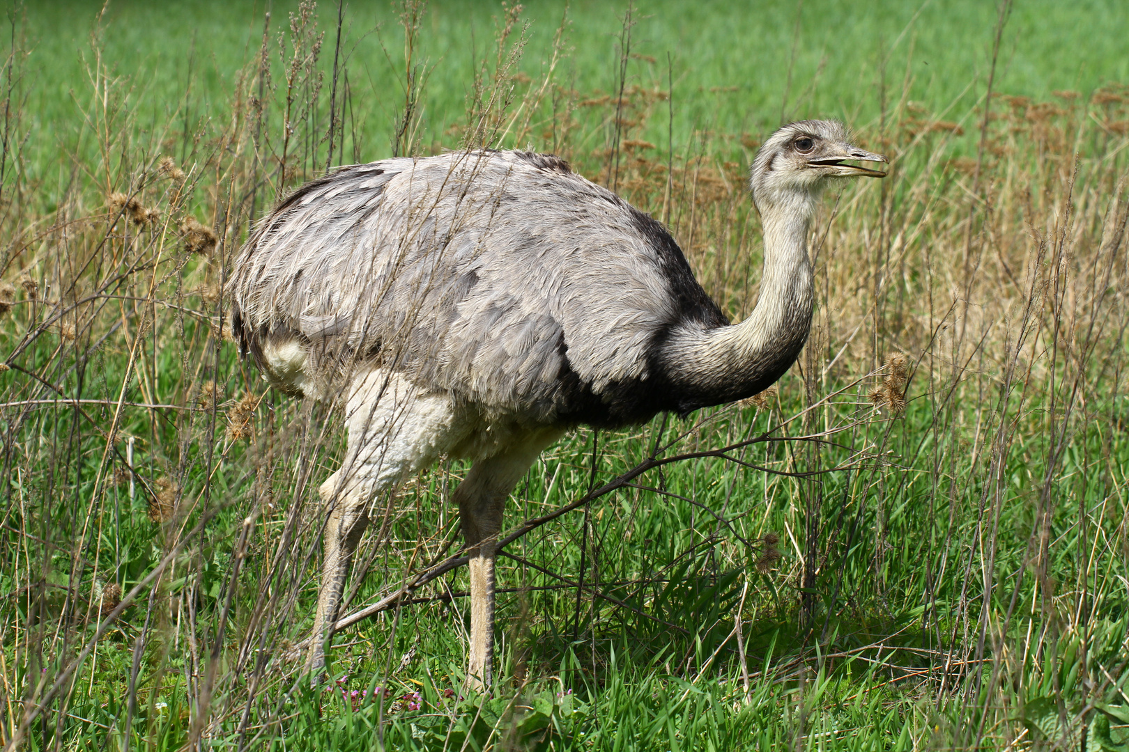 freilebender Nandu in Mecklenburg