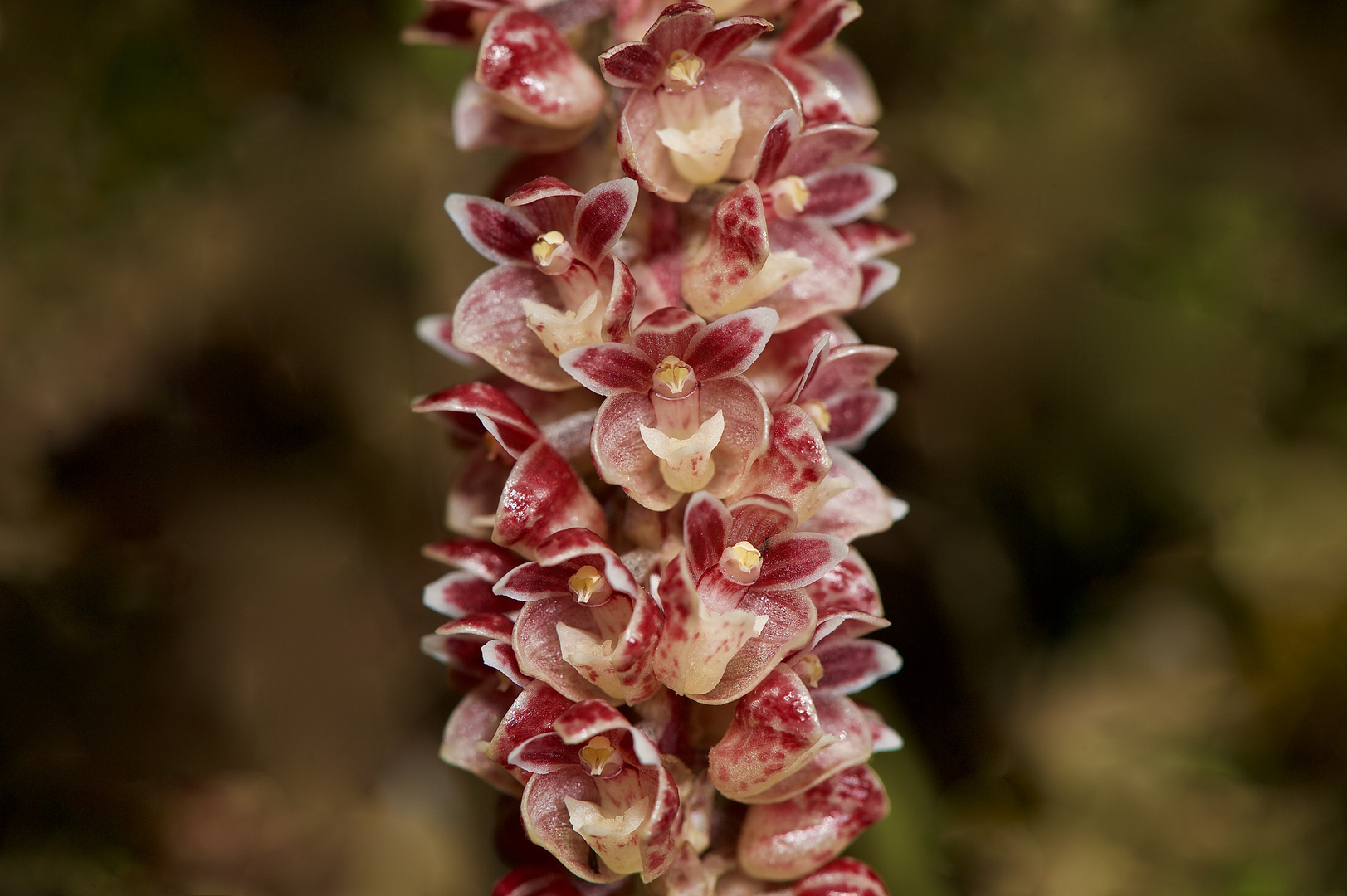 Freilebender Orchidee aus Borneo, Sabah
