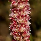 Freilebender Orchidee aus Borneo, Sabah