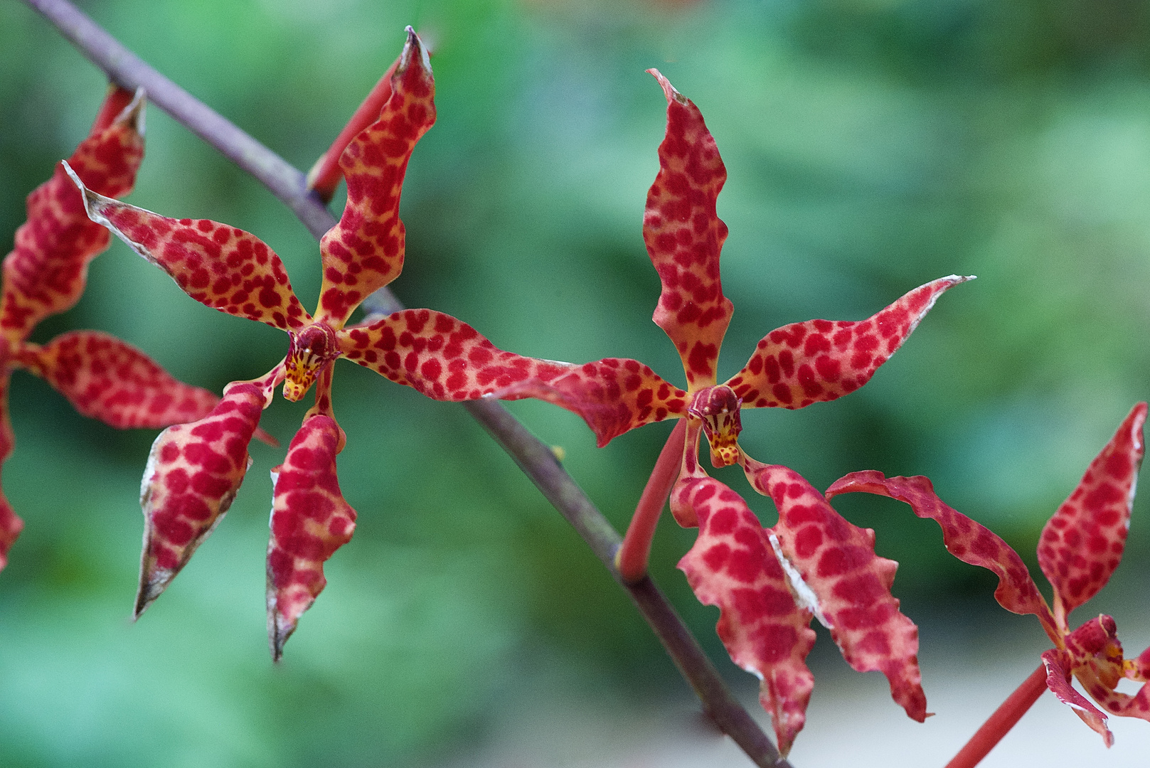 Freilebender Orchidee aus Borneo, Sabah