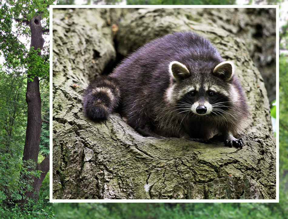 FREILEBENDER WASCHBÄR