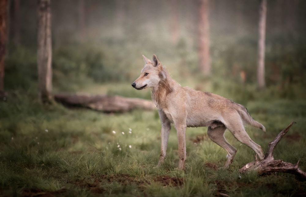 Freilebender Wolf