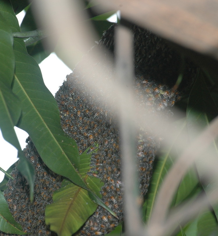 Freilebendes Bienenvolk