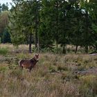 freilebendes Exmoor-Pony im Solling