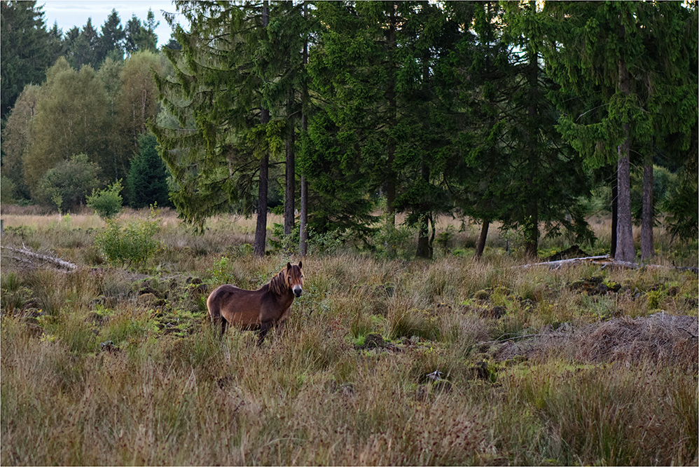 freilebendes Exmoor-Pony im Solling