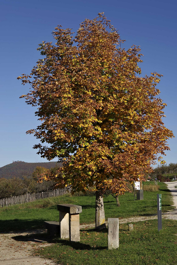 Freilichtmuseum - Beuren