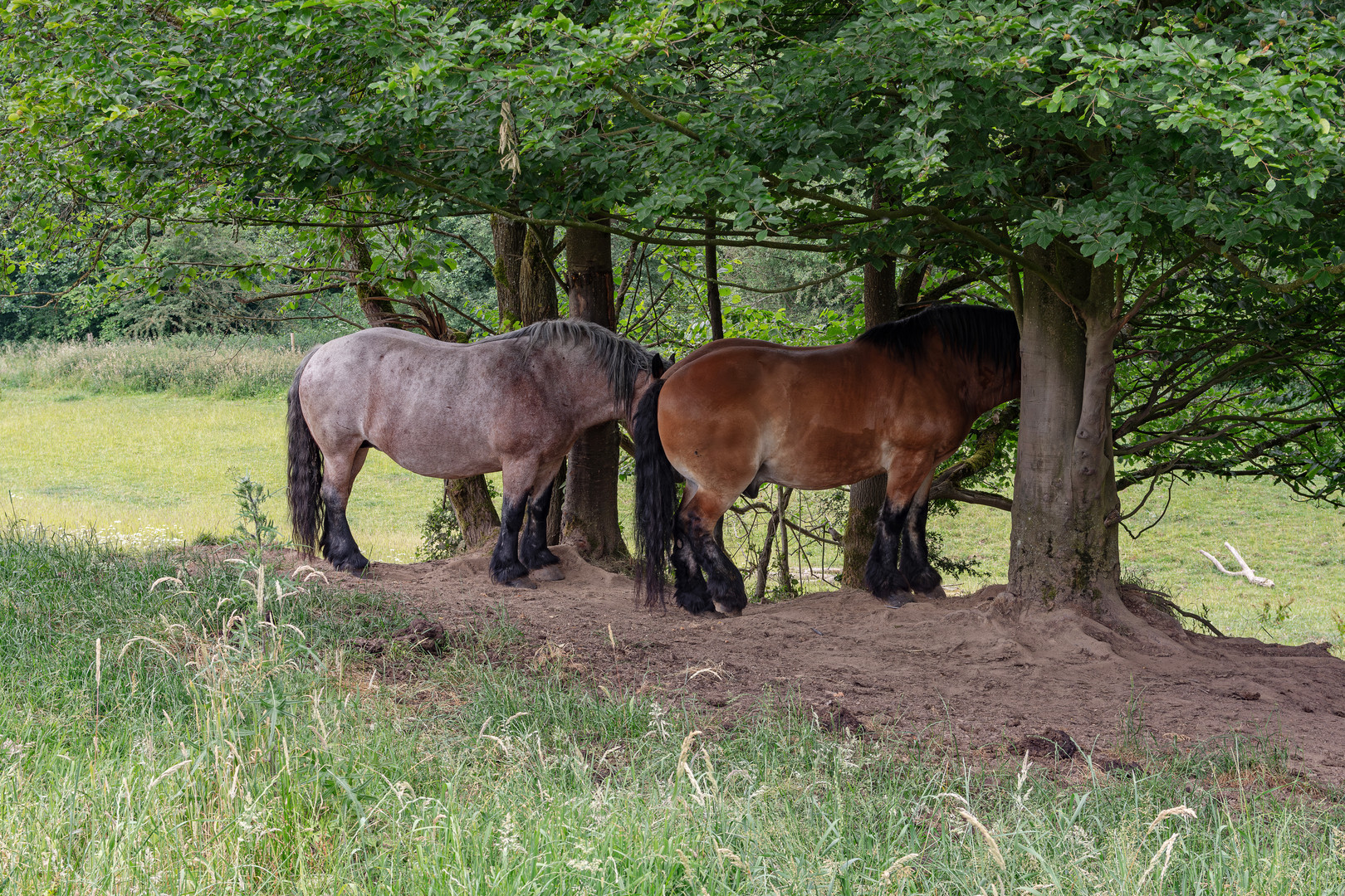 Freilichtmuseum Lindlar 