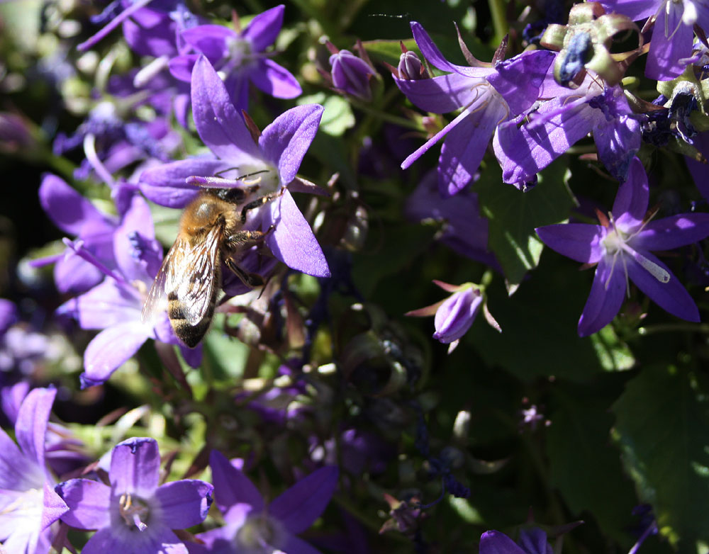 Freiluftgaststätte für Bienen