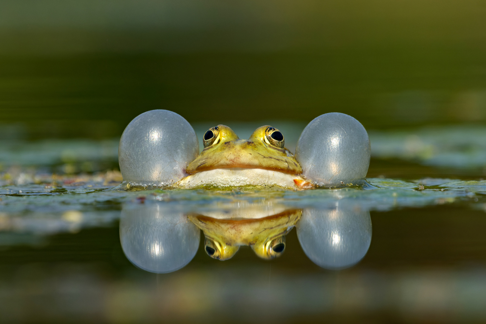 Freiluftkonzert - Wasserfrosch