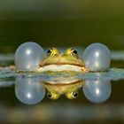 Freiluftkonzert - Wasserfrosch