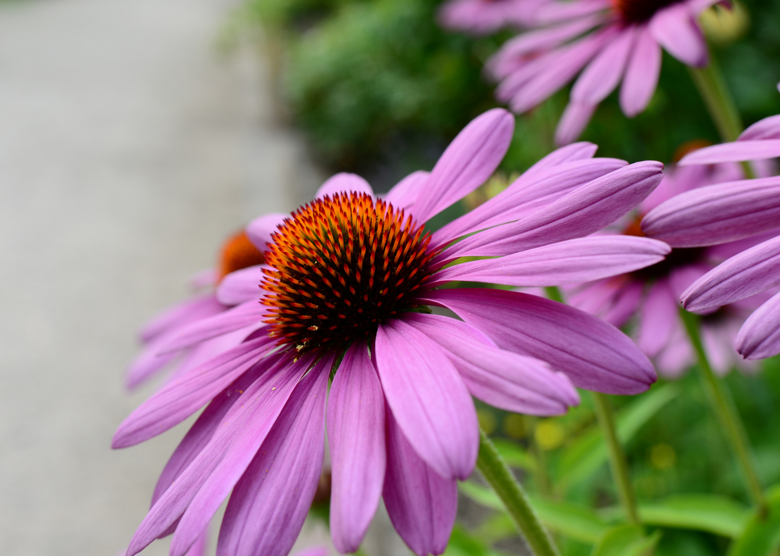 Freinsheim_Blüte_Makro