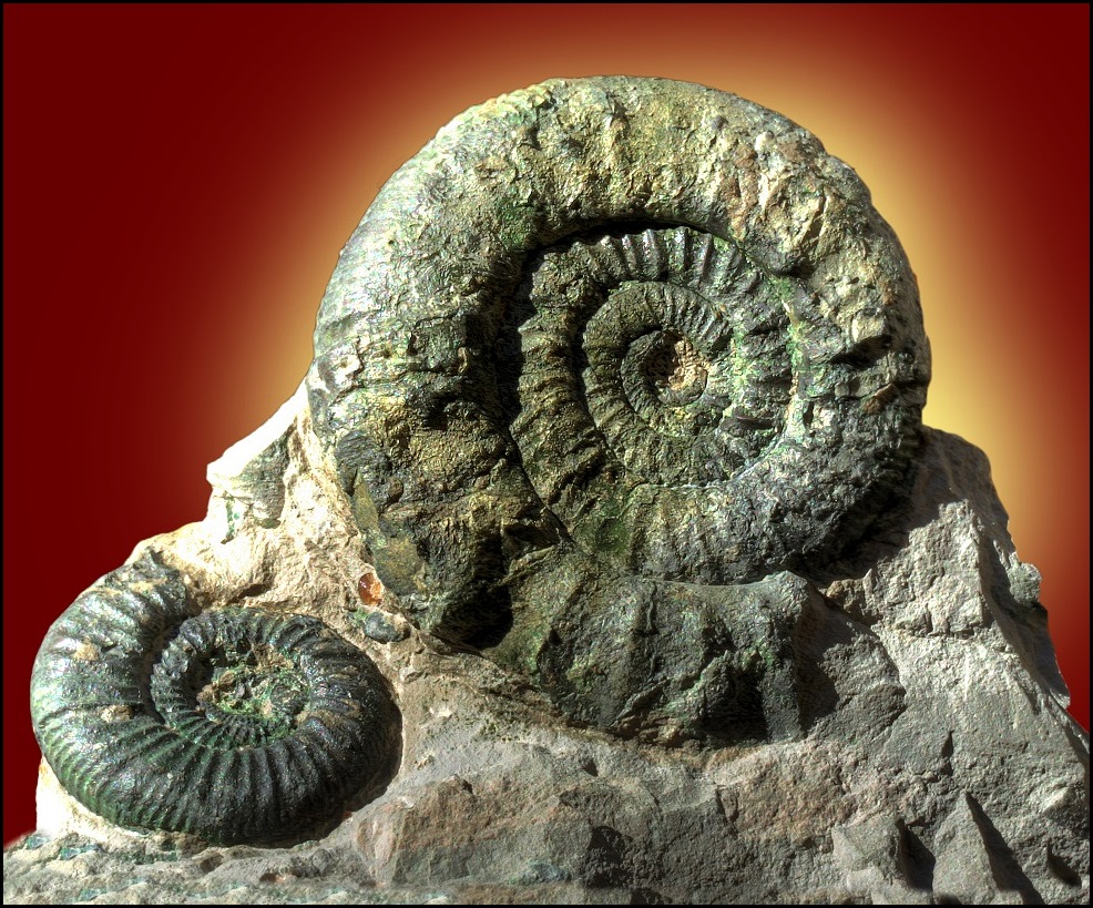 Freipräparierte Ammoniten...