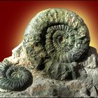 Freipräparierte Ammoniten...