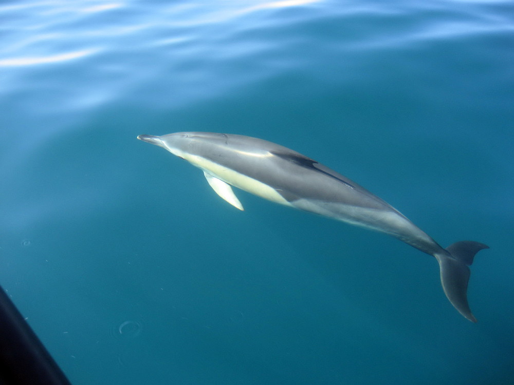Freischwimmender "Dolphin"