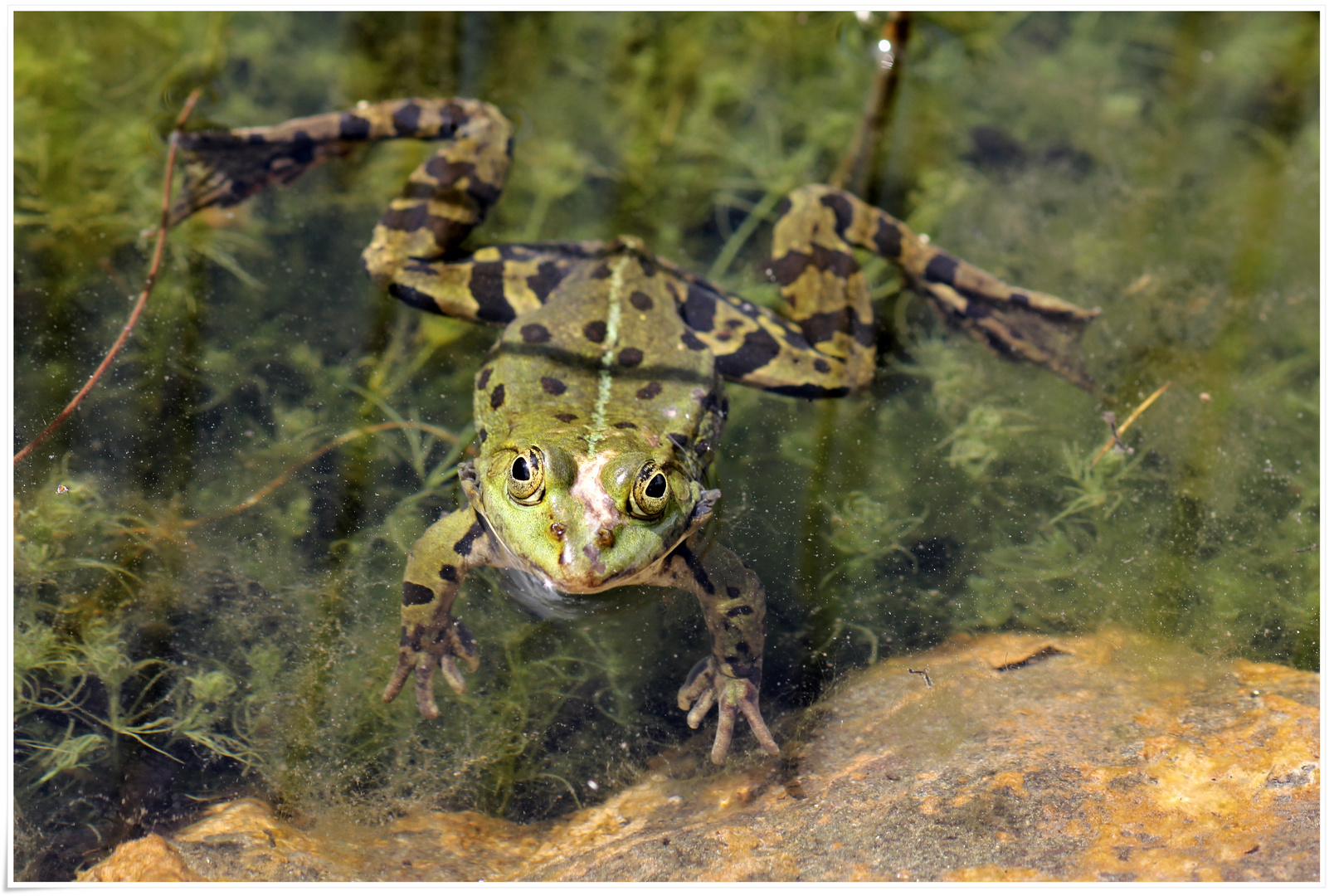 Freischwimmer