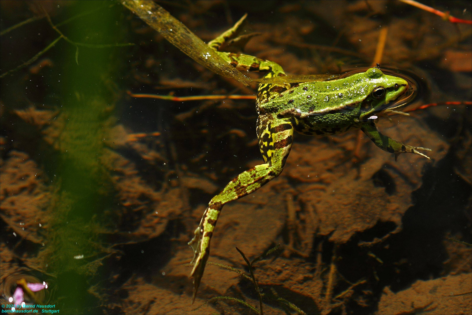 Freischwimmer