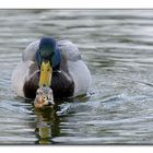 Freischwimmer oder Poppen im See