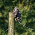 Freisetzen auf dem Kabel neben dem Holzpfahl  .....