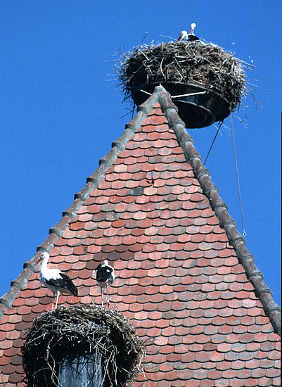 freistehende Störche (denn ich habe keinen fliegen sehen)