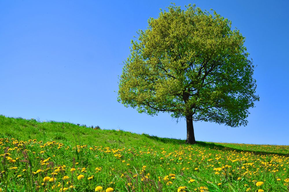 freistehender Baum Foto & Bild landschaft, Äcker, felder & wiesen