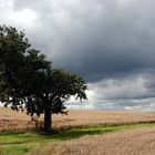 Freistehender Baum