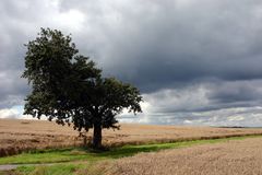 Freistehender Baum