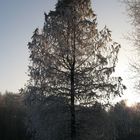 Freistehender Baum im Gegenlicht