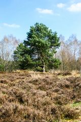 Freistehender Baum im Gildehauser Veen