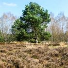 Freistehender Baum im Gildehauser Veen